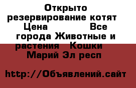 Открыто резервирование котят › Цена ­ 15 000 - Все города Животные и растения » Кошки   . Марий Эл респ.